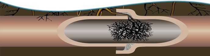 Roots going into sewer line.